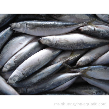 Ikan mackerel kuda beku berkualiti untuk harga pemasaran